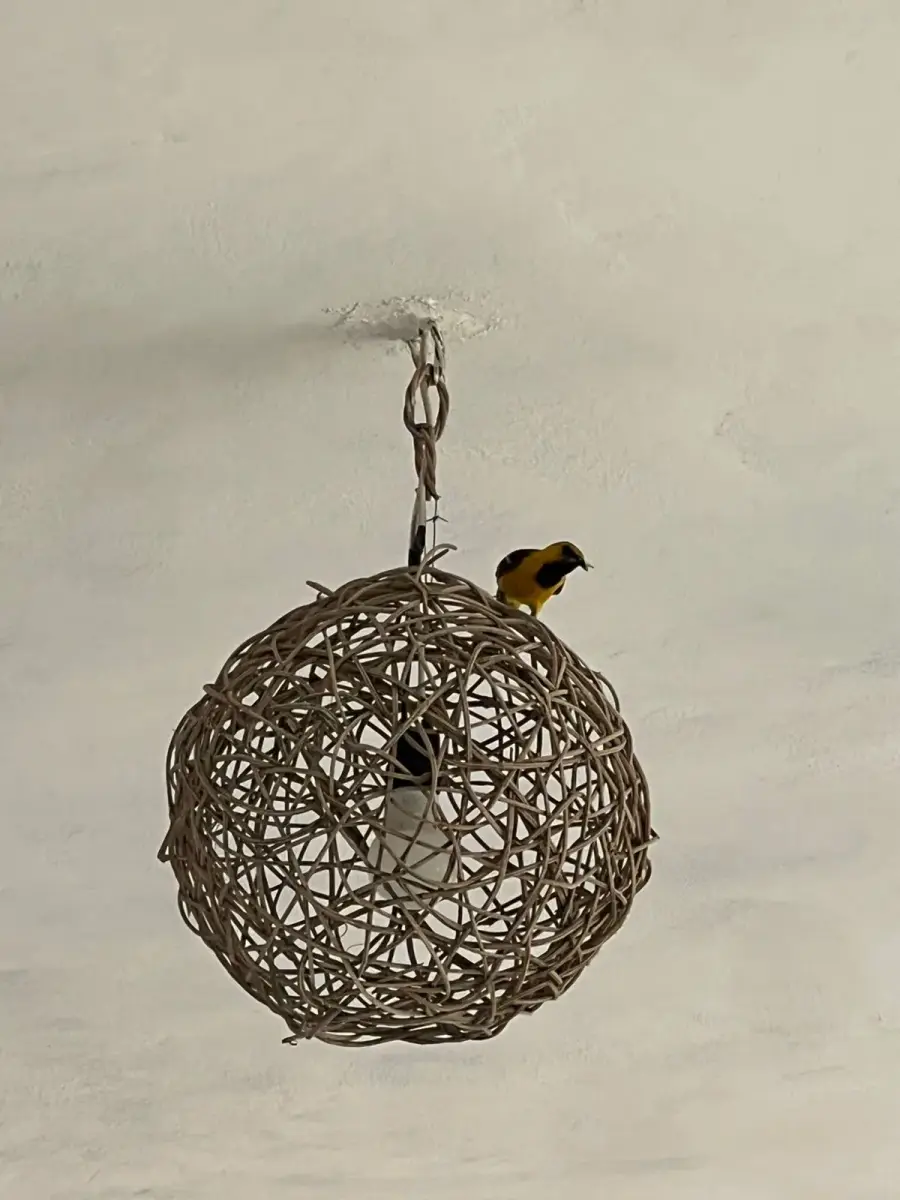 Pájaro posado en una lámpara de mimbre